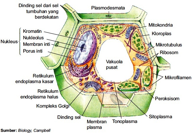 struktur sel dan fungsinya